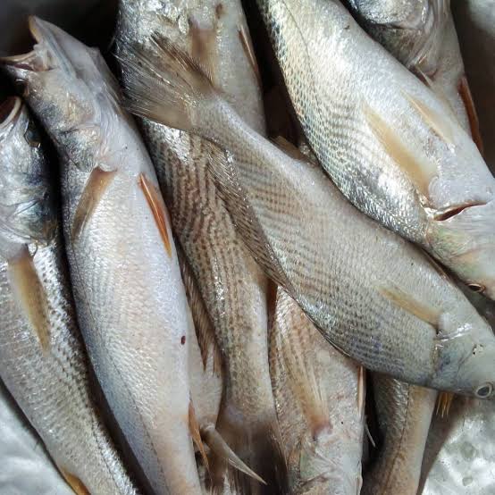 Cassava Fish