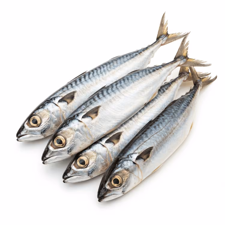 Horse Mackerel