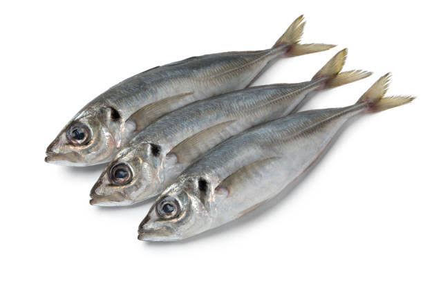 Kpanla / Horse Mackerel / Titus