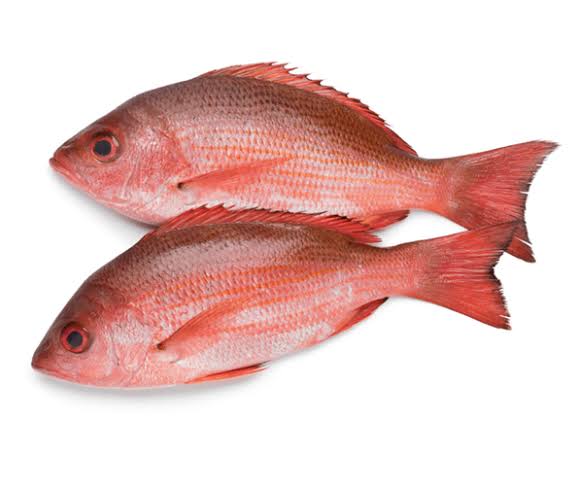 Red Snapper