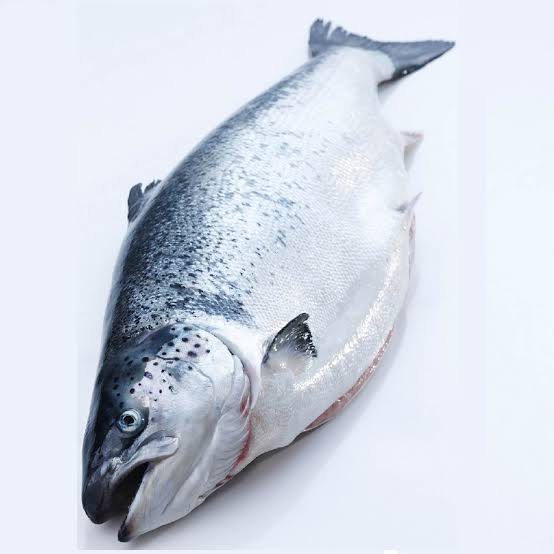 Salmon