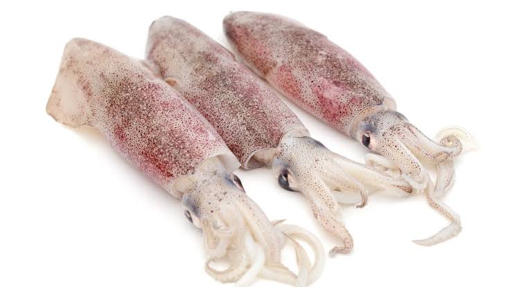 Squid